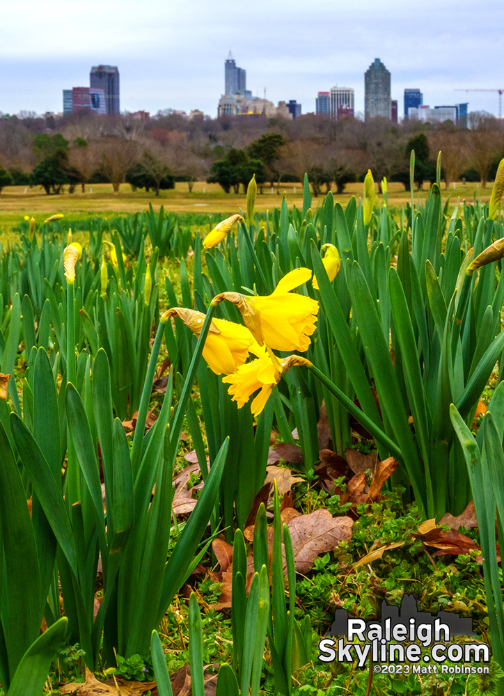 An optimistic early February daffodil