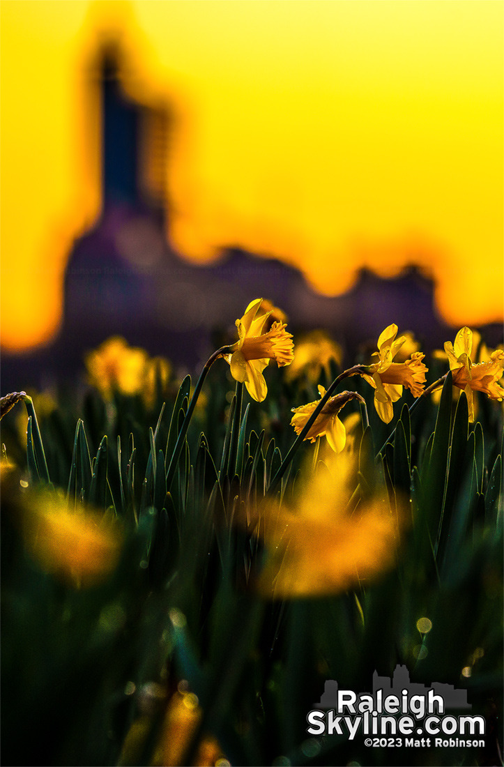 Daffodils at sunrise
