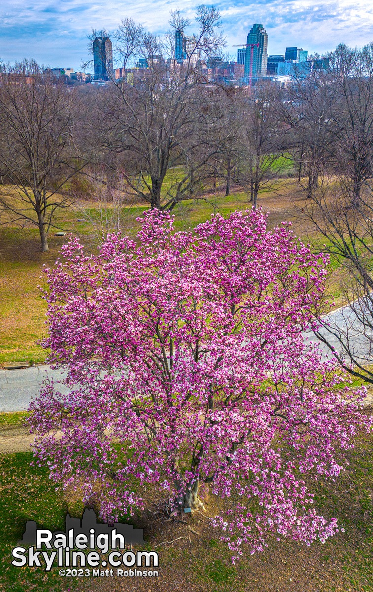 Saucer Magnolia in bloom at Raleigh's Dix Park.