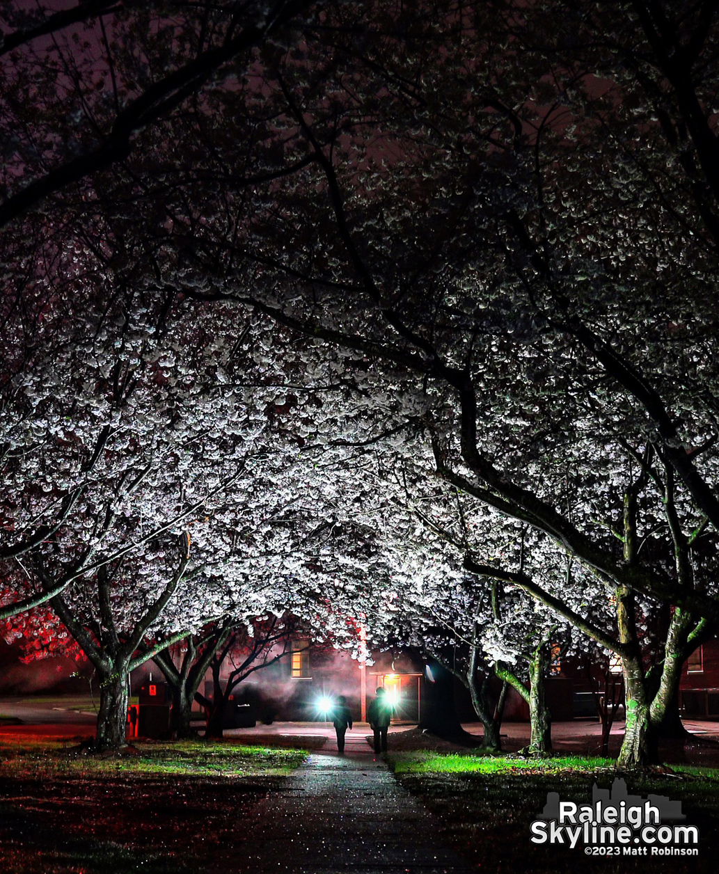 My kids were my assistants last night as I had them light up the flowering cherry blossom trees at Dix Park