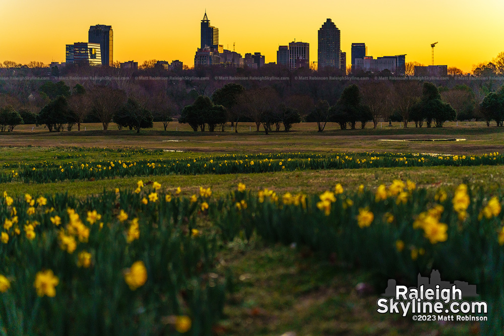 Daffodils at sunrise 