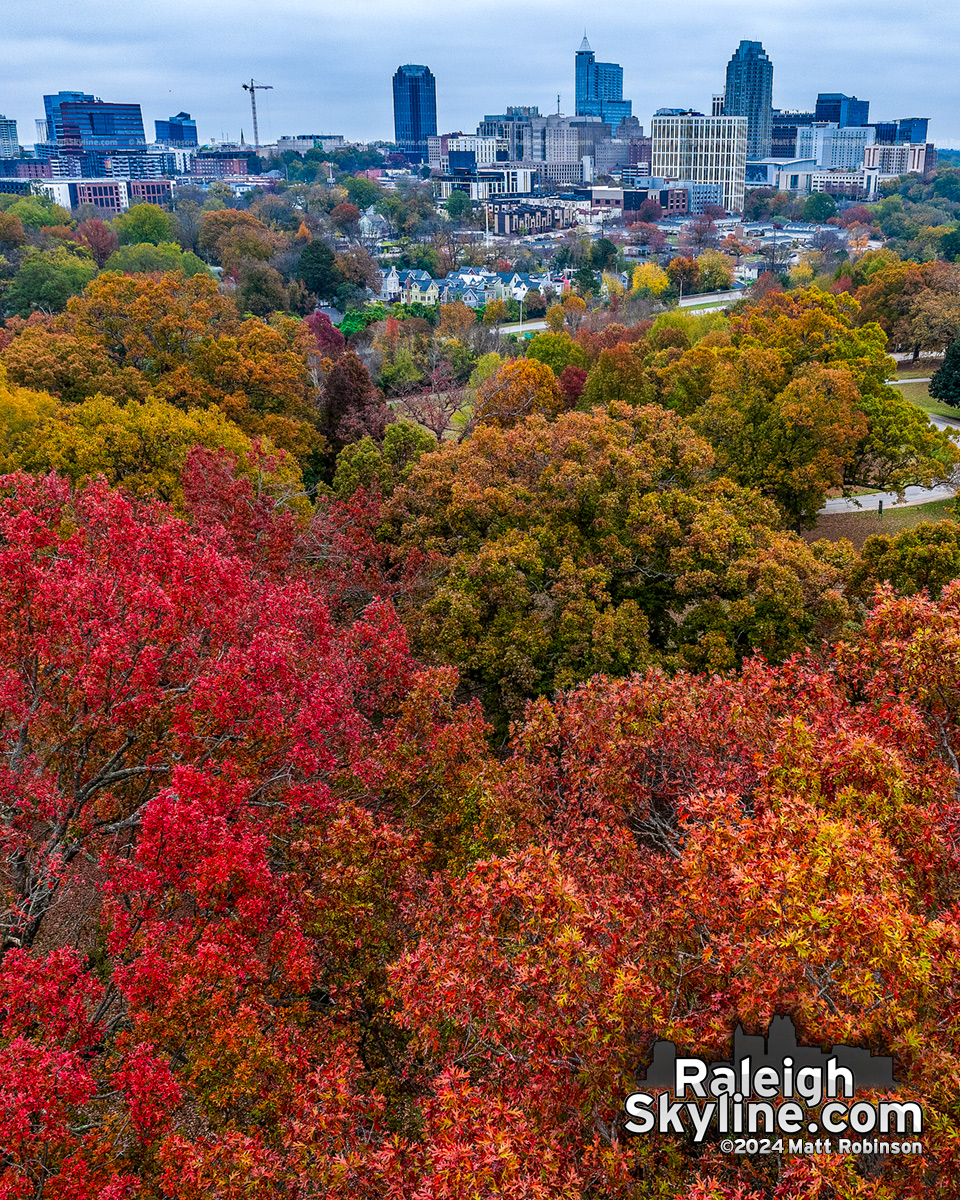 Fall Colors in Raleigh in Late November