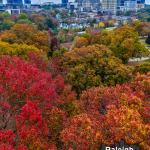 Fall Colors in Raleigh in Late November