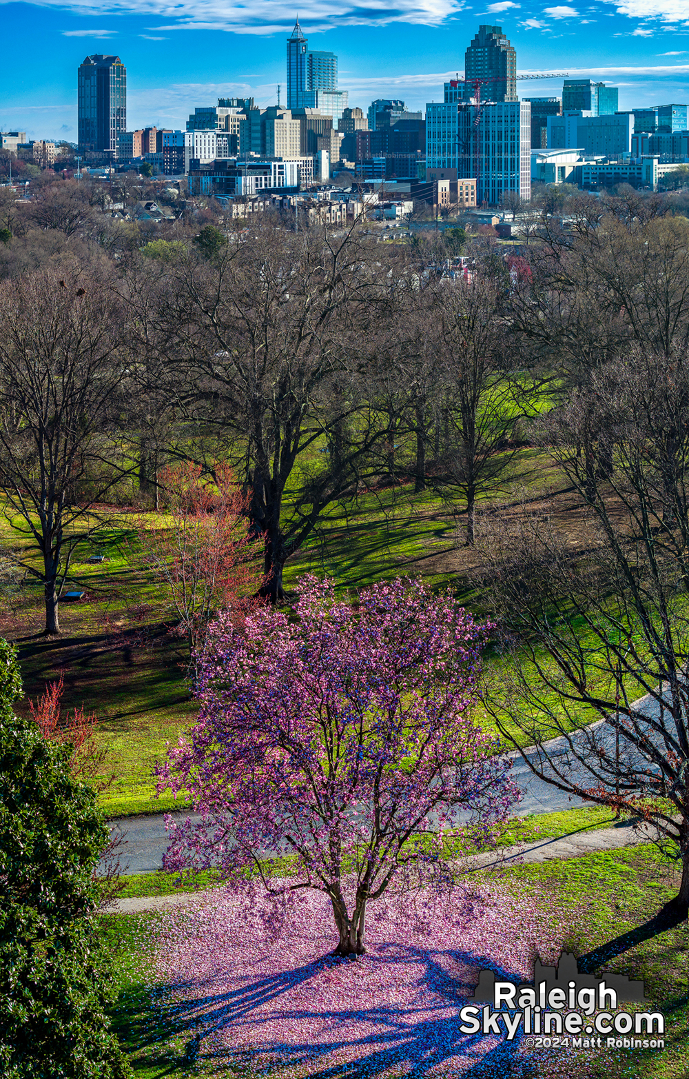 Pink saucer Magnolia at Dorothea Dix