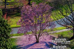 Spring Blooms in Raleigh 2024