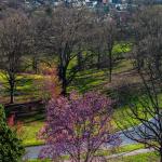 Pink saucer Magnolia at Dorothea Dix