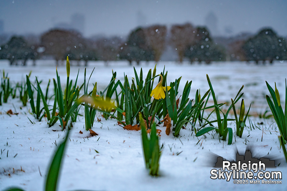 Early Daffodils in the Snow