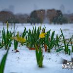 Early Daffodils in the Snow